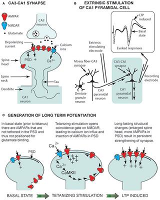 Extreme Neuroplasticity of Hippocampal CA1 Pyramidal Neurons in Hibernating Mammalian Species